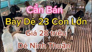 Giá Dê Thịt Hôm Nay - Bán Bày dê 23 con 28 triệu quá rẻ cho ai cần