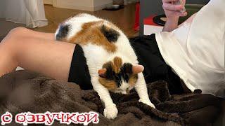 Funny Animal Videos 2024 - Funniest Dogs and Cats Videos #312