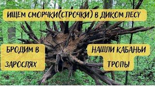 Пошли в лес за грибами сморчками (строчками). Харьковская обл. Апрель 2023г.