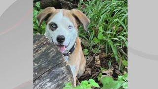 Doggone Weather in Northeast Ohio: Frankie Mae