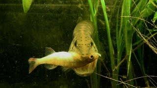 Pike attacks & kills perch: Studying pike hunting & feeding behaviour, Ep.3 Щука атакует окуня.