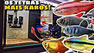 ESSES SÃO OS TETRAS MAIS RAROS QUE JÁ VI!