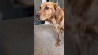 Hey Ellie, are you ready to go to the park? #goldenretriever #dog #puppy #cute #doglover #pets