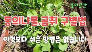 동의나물 곰취 구별법은 이것보다 확실한 구별법이 더이상 없습니다