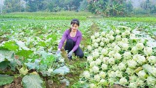 Harvesting Lots Of Kohlrabi Go To Sell At The Market - Take Care Vegetable Garden, Pigs