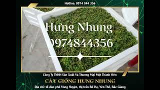 Cây Giống Hưng Nhung 0974844356