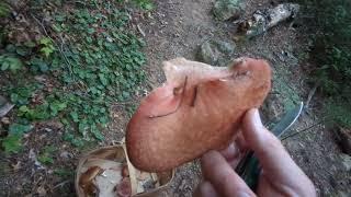 Foraging Beefsteak Polypore