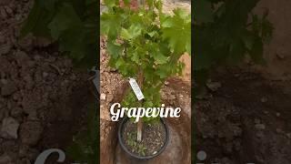 But there’s a problem!!! #grapevine #grape #organicgardening #zone8a