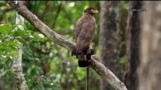 Serpent Eagle with a Snake kill.