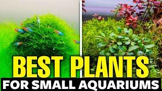 11 Best Plants for Small Aquariums 