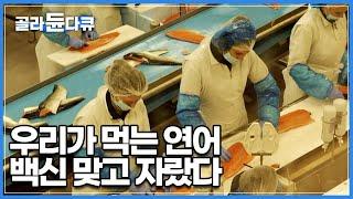 좁고 긴 호스로 빨려 들어가는 새끼 연어, 어디로 가는 것일까│노르웨이 연어│다큐프라임│#골라듄다큐