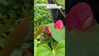 Rare imported anthurium plant online shopping #plants #anthorium #garden #flowers