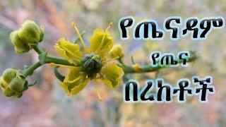 ምናልባት ከዚህ ቀደም የማያውቋቸው የጤናዳም ጥቅሞች