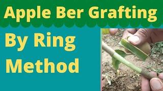 Apple Ber Grafting by ring method