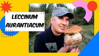 Mushrooms 2022 Leccinum aurantiacum