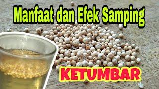 Manfaat Ketumbar, Cara mengkonsumsi Ketumbar dan Efek Samping Ketumbar