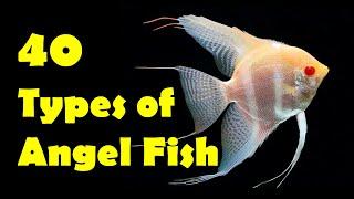 40 Types of Angel Fish | Types of Angel Fish