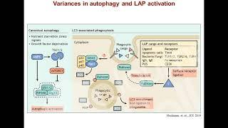 LC3-associated endocytosis: guarding against neuroinflammation & neurodegeneration