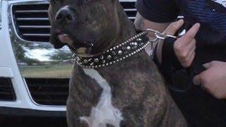 bulletproof  pitbull