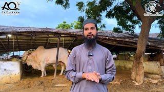 AQ Cattle Farm Updates After Raining | Cattle Market Karachi