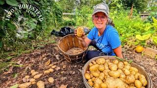 Potato Harvest Using Landscape Fabric | Did it ruin my Soil?