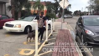 Off Leash Heeling in Downtown Melbourne! Off Leash K9 Training Central Florida.