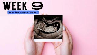 Baby | 9 weeks ultrasound scan   Fetal development #pregnancy