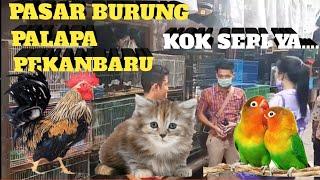 Pergi Kepasar Burung Palapa Pekanbaru Beli Kucing Dan Lihat Burung || Kok Sepi Ya - EWP Chanel05