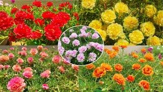 Top Most Beautiful collection of Portulaca - Pathumani - Moss Rose - Table Rose - HD Version..