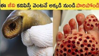 ఈ జీవి కనిపిస్తే వెంటనే పారిపోండి||Top11 Interesting Unknown Facts||Telugu Facts