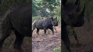 Black Rhino are renowned for being fairly feisty - here she is queen of her landscape! 