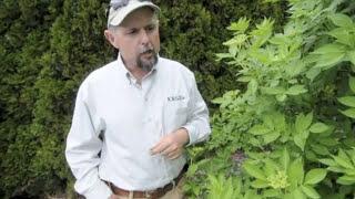 Growing Elderberries