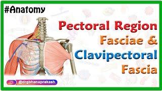 Pectoral region fasciae and Clavipectoral fascia Anatomy : Usmle, mbbs and Neet pg