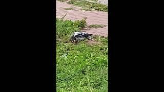 Необычная галка в Московской области./Unusual jackdaw in Moscow suburbs