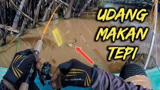 ‼️UDANG MAKAN TEPI‼️ Memancing Udang Galah Di Sungai SUAI