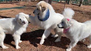 ルンルンとアランに追いかけられて少し大変だったクッキーちゃん　Great Pyrenees　グレートピレニーズ