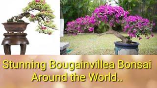 STUNNING BOUGAINVILLEA BONSAI