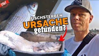 Lebt noch was in der Oder? Ursache? Täter? Aktuelles zum Fischsterben in der Oder! OSA Angeln