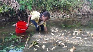 Orphan Girl Goes To The Forest Harvest Fish and Snails To Sell - Homeless Life, Free Bushcraft