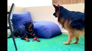 Typical Rottweiler Character Vs German Shepherd - The Ball Is Mine  #rottweiler