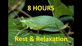 Sounds Of Nature (Katydids) Pennsylvania Summer Night (8 HOURS Relaxation & Sleep)