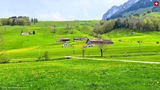  Flower Valley of Switzerland: Beautiful Appenzell with Wild Dandelions and Green Hills