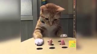 Best Funny Cats and Dogs Videos Compilation 2019 | Try Not To Laugh