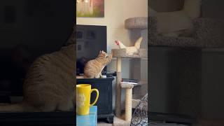 Cat vs chicken  vs  #music #cat #chicken #cute