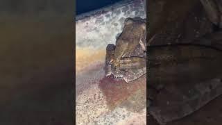 Reproduction of froge#shorts #video #froge