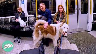 Timid Husky Says Hi To Everyone On Public Transport | Cuddle Buddies