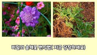 (급)비밀의 솔체꽃 번식법(지금 당장 하세요)