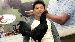 Breeders Gamefowl | GAB Gamefarm | Joseph Glenn Acevedo Bernardo