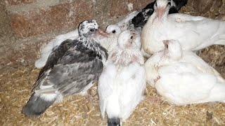 Pigeon breeding project and how to produce young pigeons