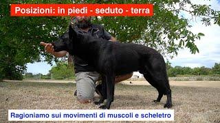 Posizioni: in piedi - seduto - terra. Ragioniamo sui movimenti di muscoli e scheletro